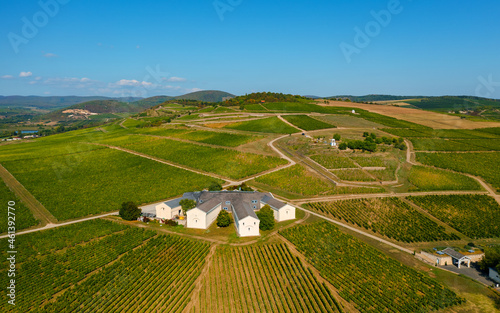 Fotografia Vineyards in Tokaj region Hungary