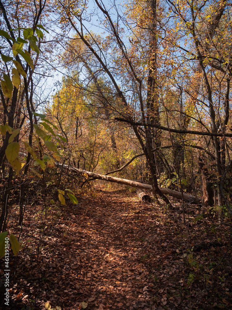Autumn forest landscape - path with a fallen tree blocking the path Autumn forest landscape - path with a fallen tree blocking the path