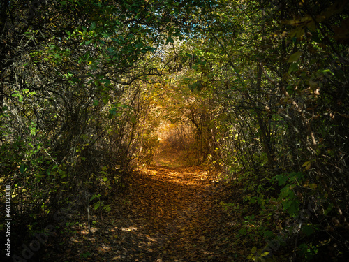 Autumn forest landscape - a path with fallen leaves illuminated by the rays of the sun in a dense forest in early autumn