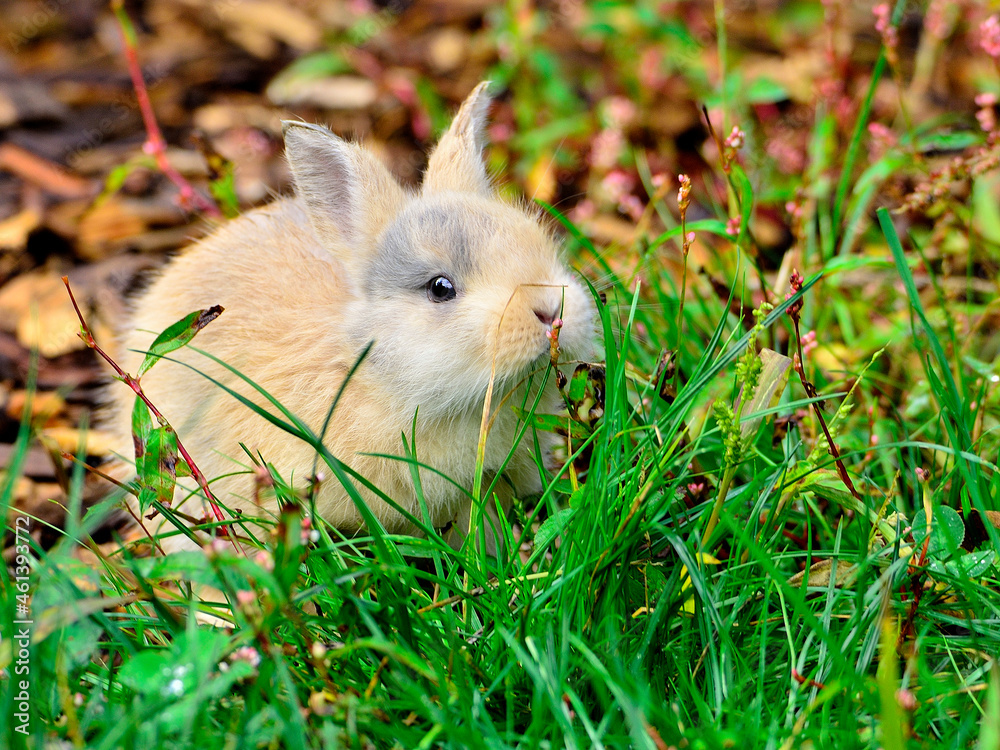 Fototapeta premium Bunny