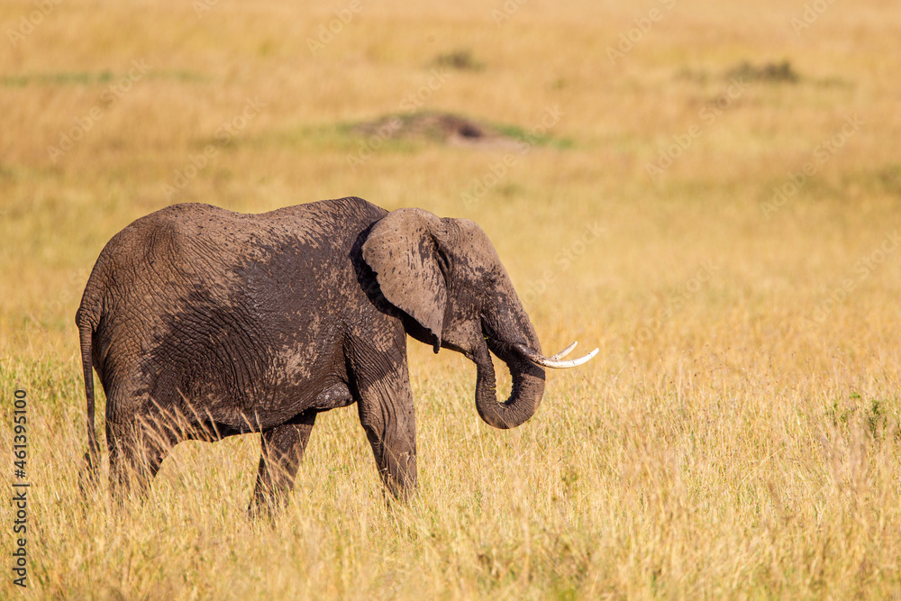Obraz premium Elephant grazing on the open savannah of the Masai Mara, Kenya