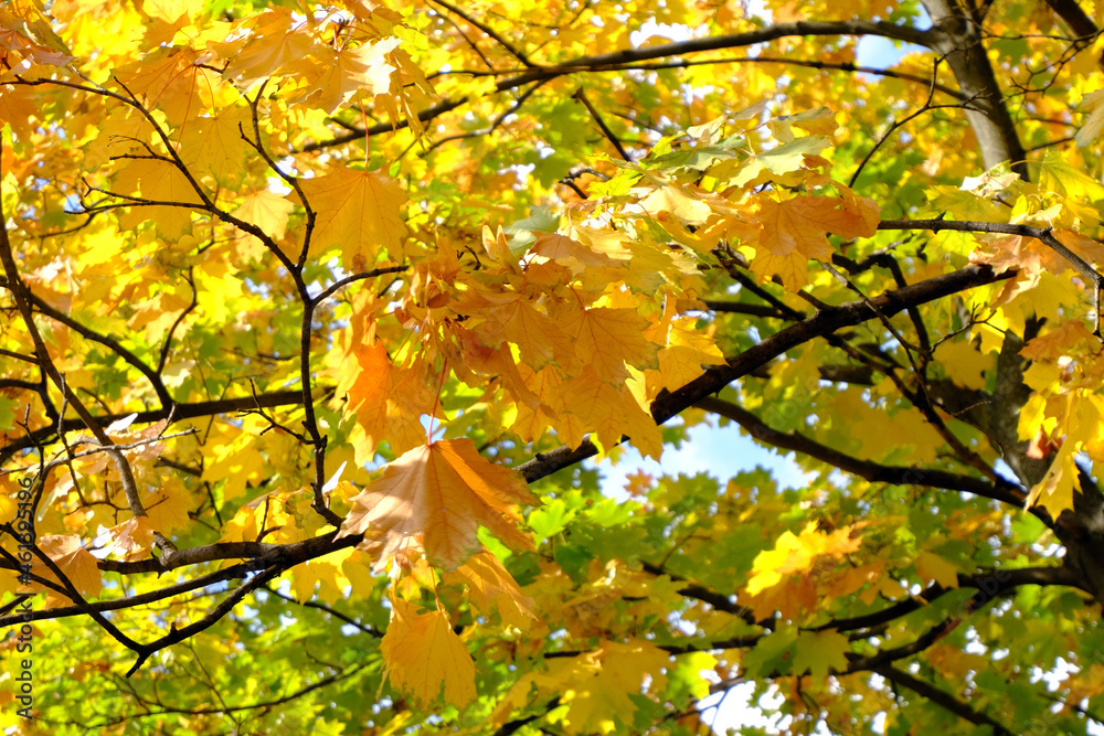 Autumn bright landscape. Yellow and green leaves of a maple on a tree against a background of brown branches. Fall sunny day. Simple colorful view. Autumn bright landscape. Yellow and green leaves of a maple on a tree against a background of brown branches. Fall sunny day. Simple colorful view.