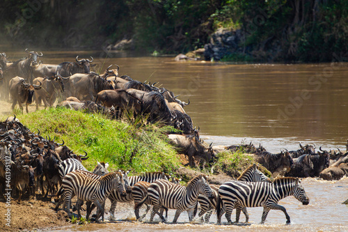 Blue Wildebeest crossing the Mara River during the annual migration in Kenya