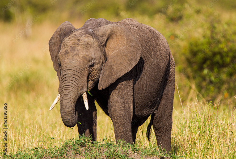 Elephant grazing on the open savannah of the Masai Mara, Kenya Elephant grazing on the open savannah of the Masai Mara, Kenya