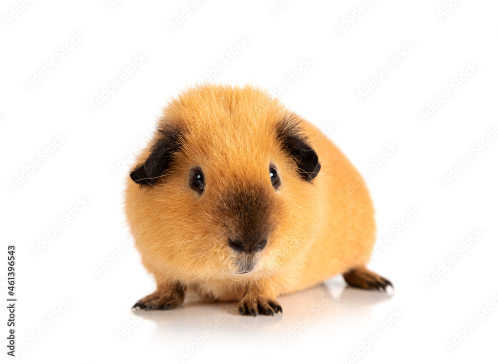 Cool red guinea pig over white Cool red guinea pig over white
