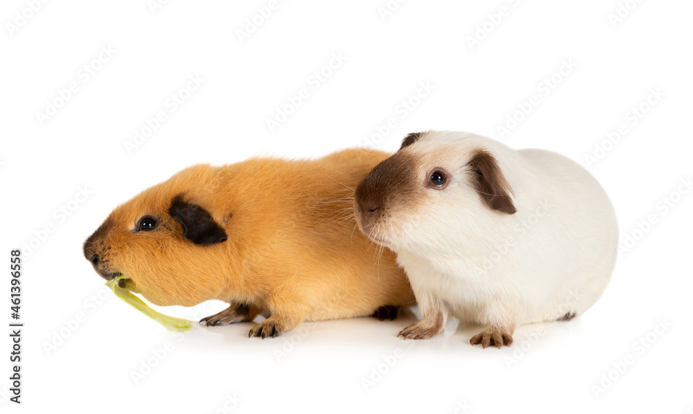 Fototapeta premium Two likable pet guinea pigs isolated on a white background