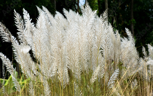 Kans Grass or Kash Phool or Saccharum Spontaneum Swaying By The Wind In The Nature During Autumn.