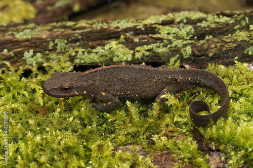 Closeup on a terrestrial female Chinese warty newt, Paramesotriton chinensis