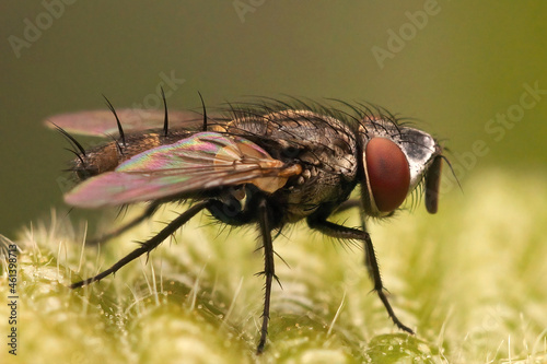 Closeup on a hairy Metopia fly, sitting on a green leaf photo