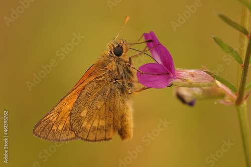 Closeup on the large skipper,  Ochlodes sylvanus hanging photo