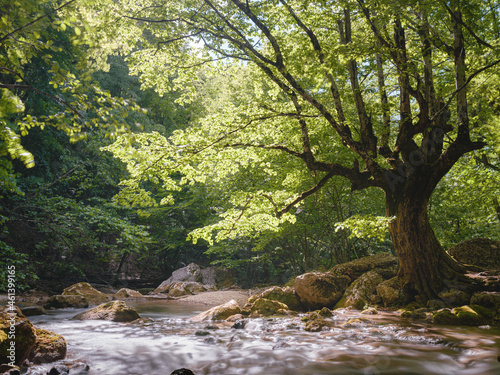 small river deep in the green woods. wonderful springtime scenery of mountains countryside. clear water among forest and rocky shore. wooden fence on the river bank. beautiful old beech by the water