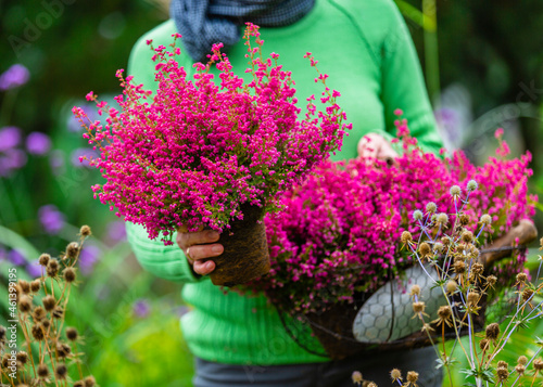 A woman holding a basket of Erica Heather seedlings. photo