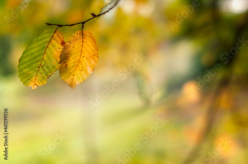 Gałąź grabu z żółto, złoto, zielonymi jesiennymi liśćmi na tle słonecznego parku.