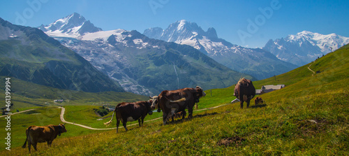 Cattle grazing in Chamonix in Haute Savoie in France