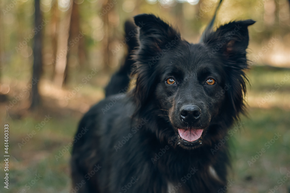 german shepherd dog