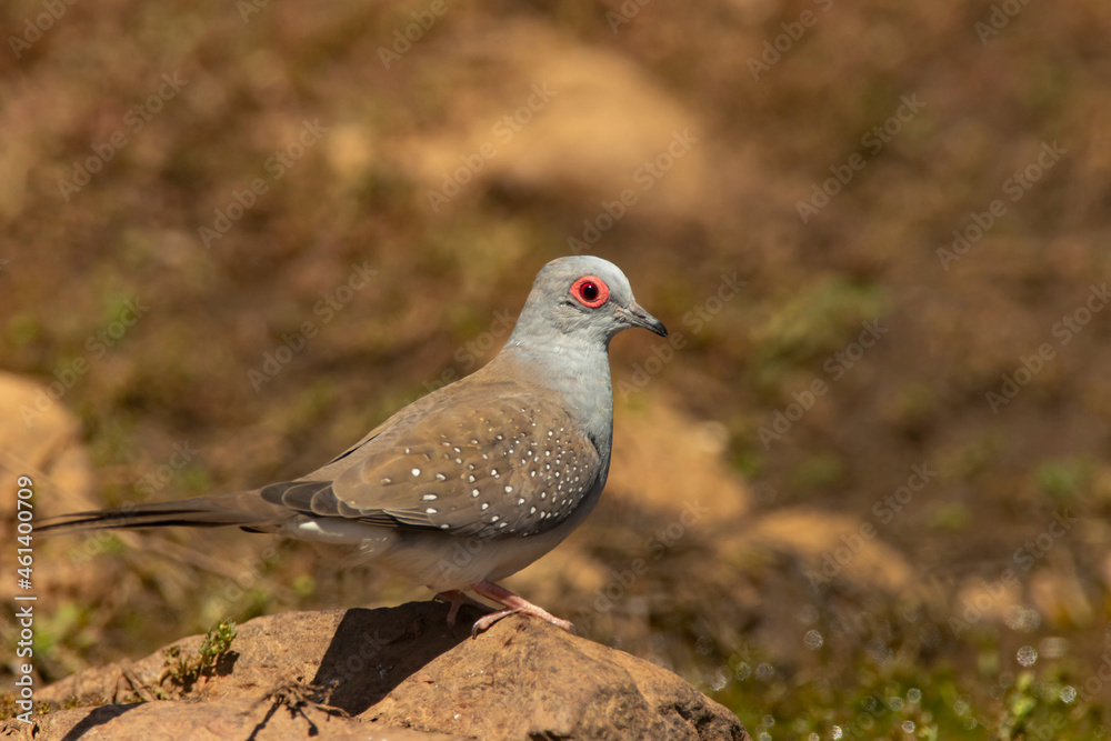 Diamond Dove at outback waterhole Diamond Dove at outback waterhole