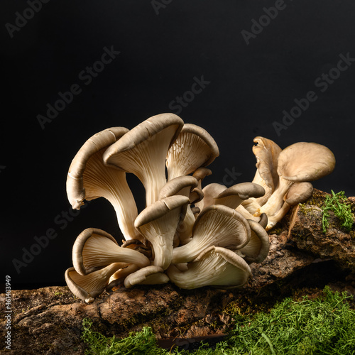 A group of mushrooms on the bark of a tree. Oyster mushrooms (Veshenki). Moss and grass from below. Black background.