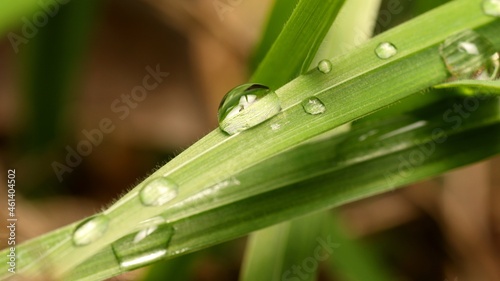 Big Water Drop on The Leaves
