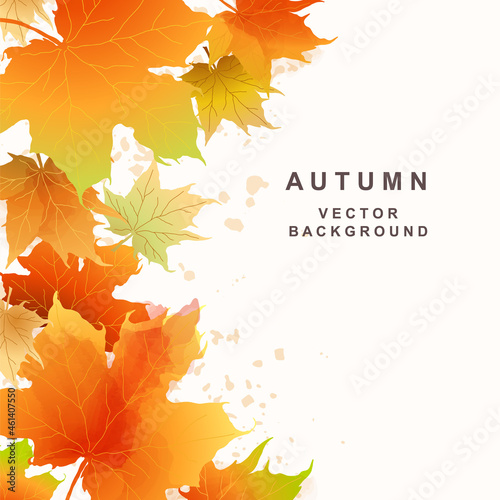 Autumn leaf fall background. Colorful maple leaves with watercolor texture. Vector frame isolated on white background