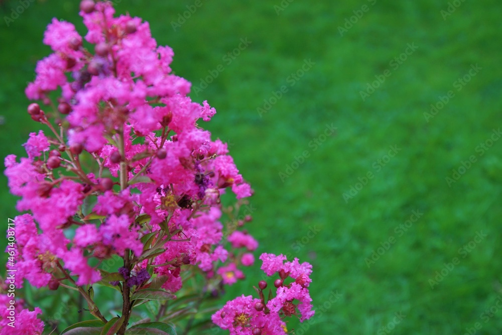 Obraz premium View of flowers of crepe myrtle tree in Sapanca, Turkey.