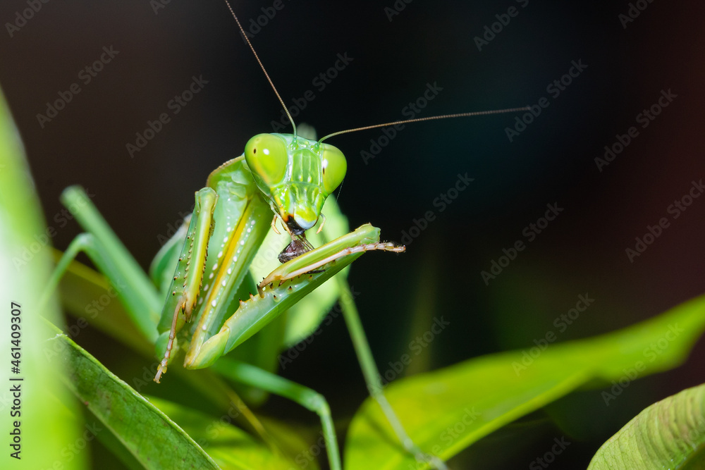 mantis is waiting for prey,known for its aggressive nature mantis is waiting for prey,known for its aggressive nature