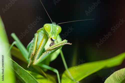 mantis is waiting for prey,known for its aggressive nature