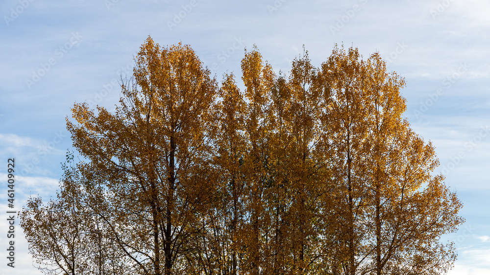 aspen trees in autumn
