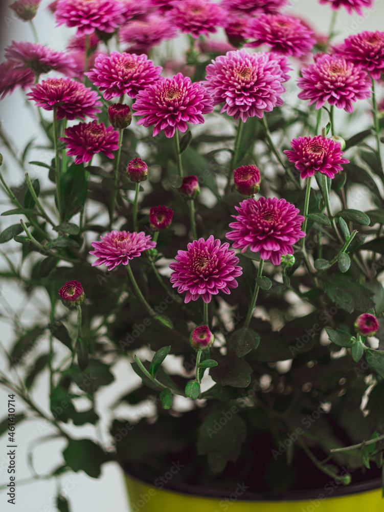 Obraz premium Beautiful pink autumn flowers Chrysanthemums pot window selective focus poster. Urban spaces home plants gardening apartment interior decoration minimalist style. Blooming botanical living room design