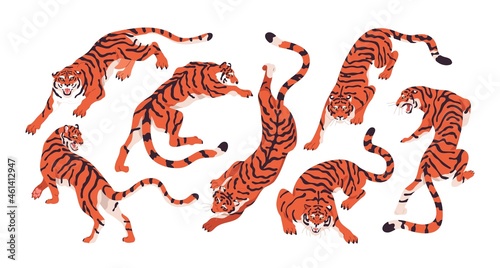 Bengal tigers set. Wild striped Asian and African animals in motion, crouching and crawling on paws. Chinese angry feline roaring. Colored flat vector illustration isolated on white background