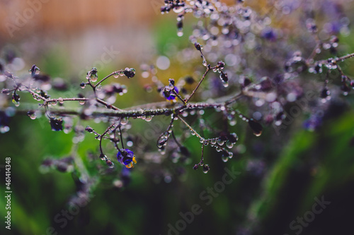 native Australian dianella grass with flowers and droplets of water on it shot outdoor