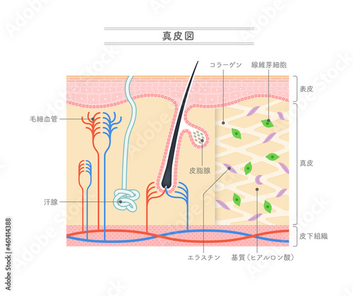 真皮の構造を示すイラスト。日本語表記。