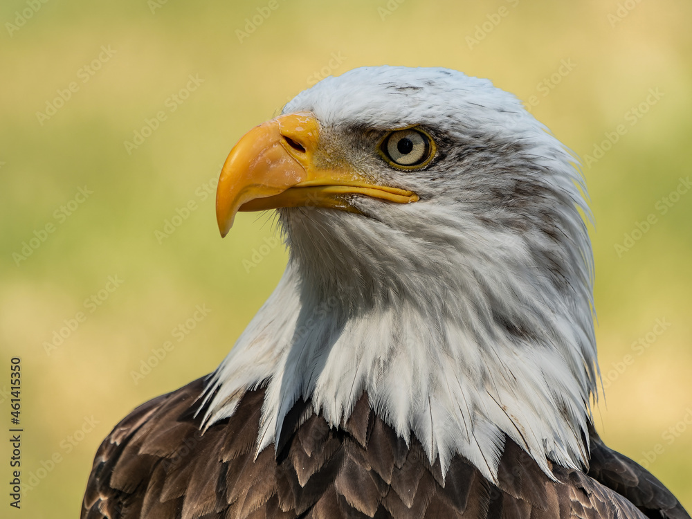Obraz premium Bald eagle - closeup head detail