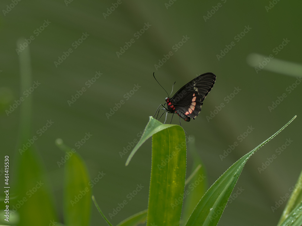 Obraz premium Common Mormon, Papilio polytes, beautiful butterfly from Costa Rica and Panama. Tropical butterfly sitting on the green leaves.