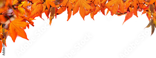 red  autumnal  leaf of maple tree on white background