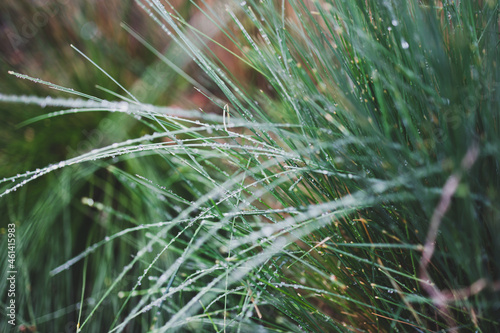 native Australian poa grass with raindrops in beautiful tropical backyard photo