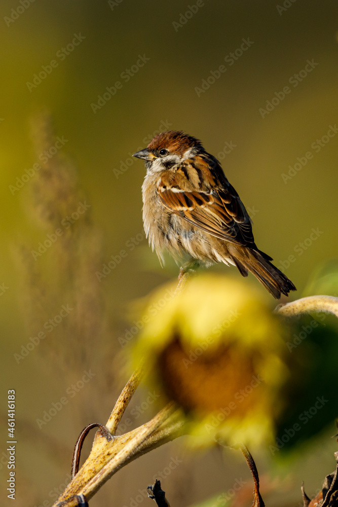 Fototapeta premium A sparrow on a Sunflower