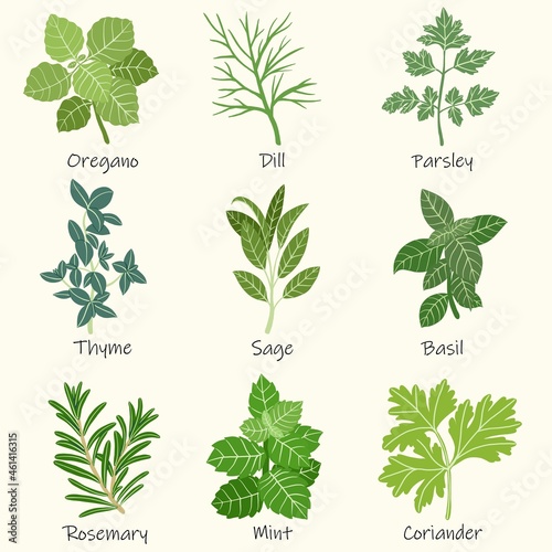 Doodle freehand sketch drawing of culinary herbs.