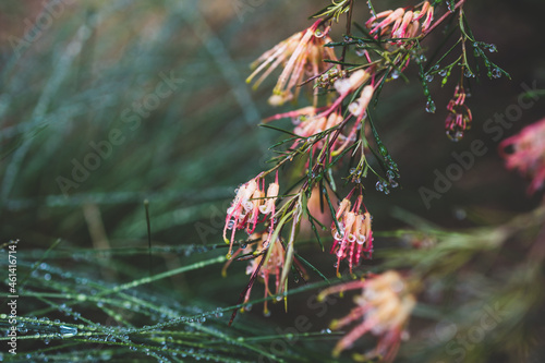 native Australian grevillea semperflorens plant with yelow and pink flowers outdoor in beautiful tropical backyard photo