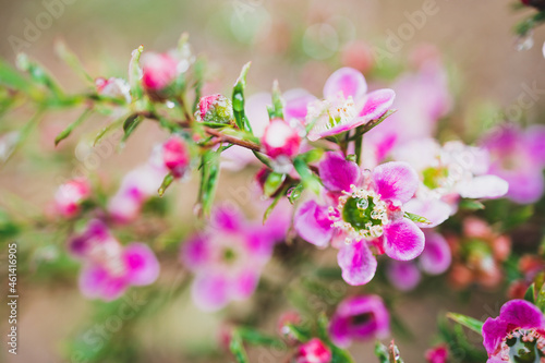 native Australian pink tea tree plant with pink flowers outdoor in beautiful tropical backyard