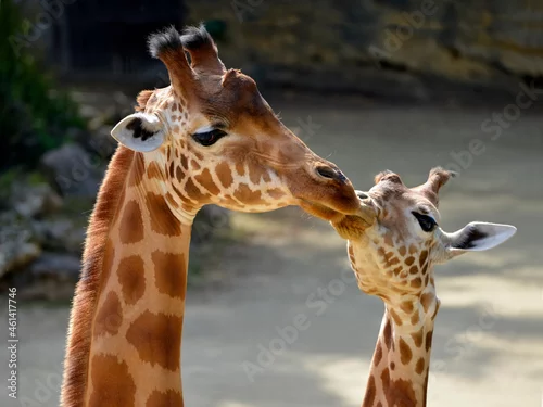 Fototapeta samoprzylepna Young giraffe (Giraffa camelopardalis) kissing the muzzle of the female
