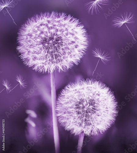 dandelion on purple background © Michael
