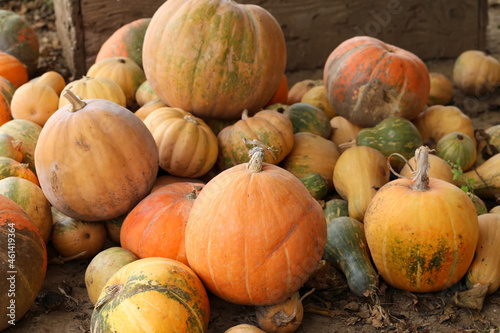 Many pumpkins as autumn background