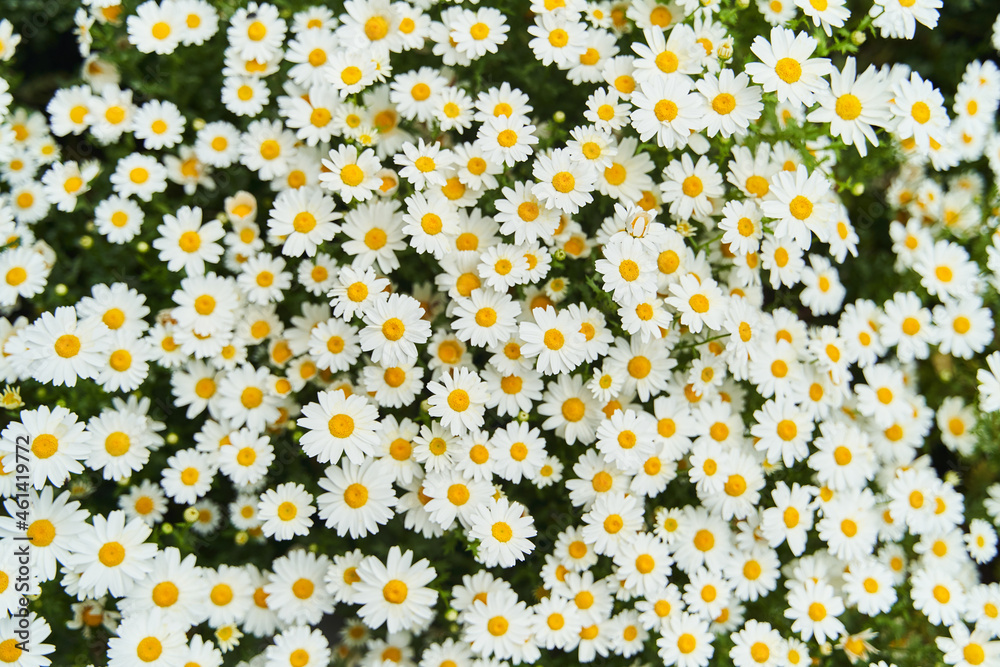 View of the field of daisies. Chamomile background picture. High quality photo View of the field of daisies. Chamomile background picture. High quality photo