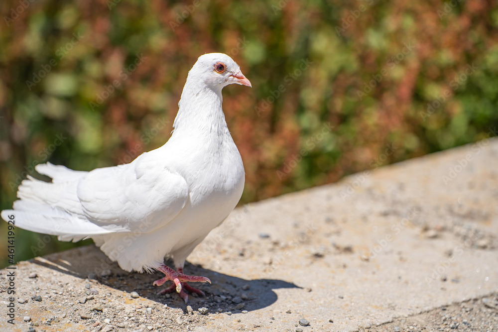 Obraz premium Close-up of a white pigeon with red eyes. 