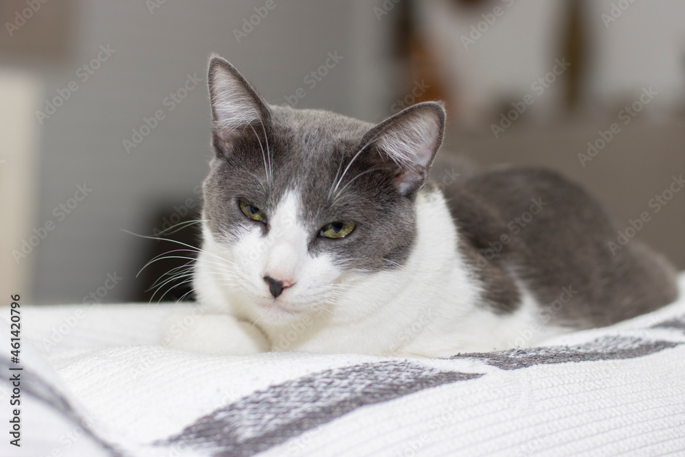 Lovely gray and white cat, falling asleep on top of a sofa. Relax concept.
