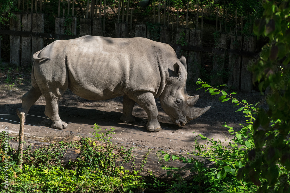 Naklejka premium White Rhinoceros in a public zoo