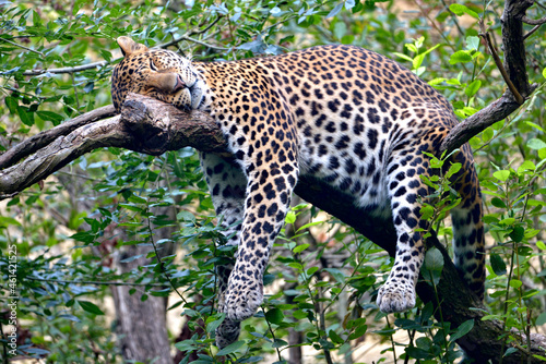 Javan leopard (Panthera pardus melas) sleeping soundly on a branch 