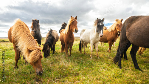 Wilde Pferde auf Island