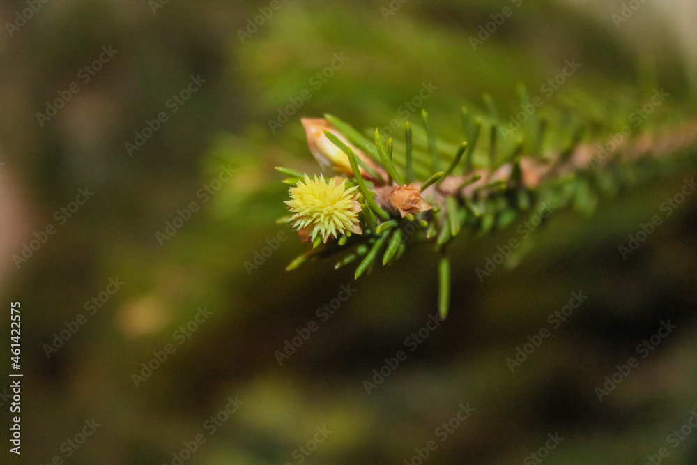 young spruce branch tip isolated on natural background close up macro