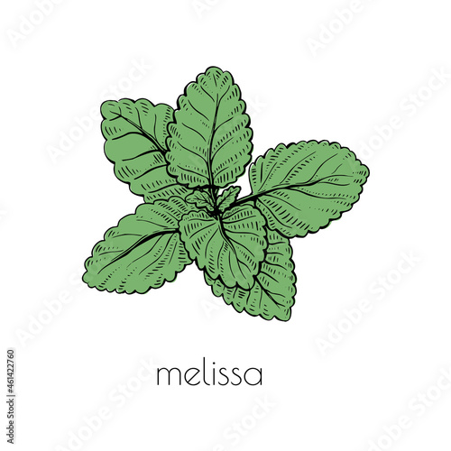 Sketch melissa plant. Nature vector. White background. Cooking food. Floral branch drawing. Line art.